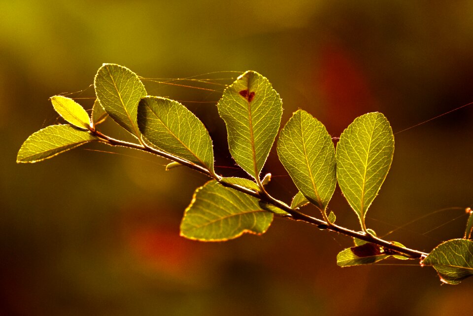 Tree nature vibrant