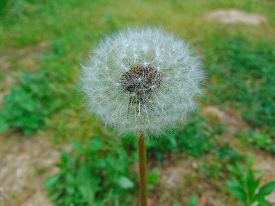 Lawn summer flower