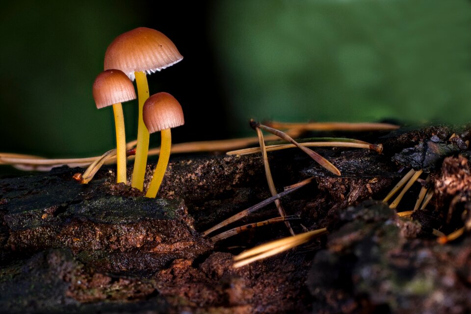 Small mushroom mini mushroom forest mushroom
