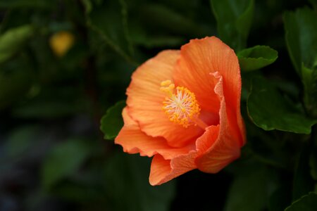 Plants petal garden photo