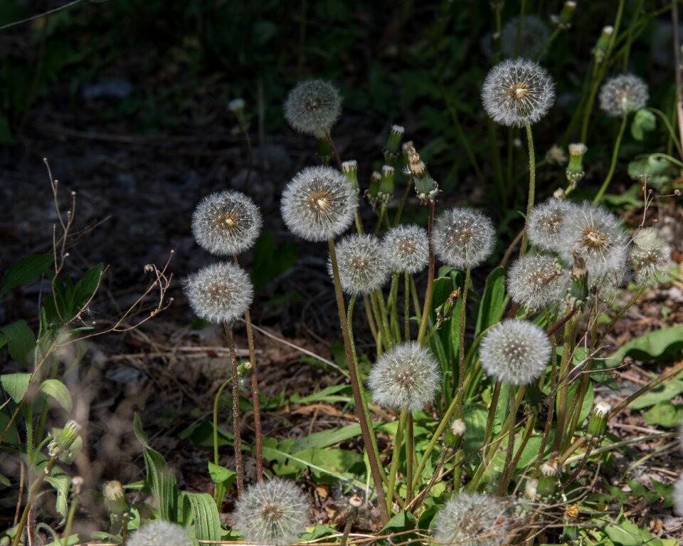 Flower summer grass