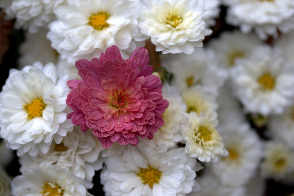 White red garden