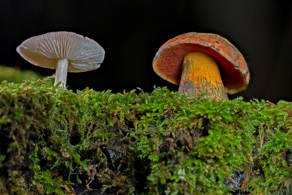 Forest mushroom moss disc fungus
