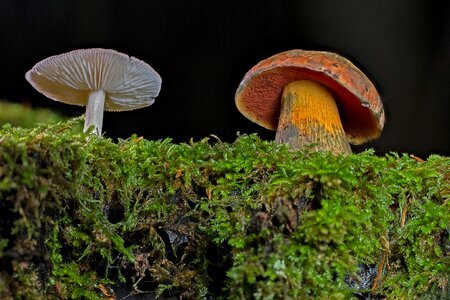Forest mushroom moss disc fungus photo
