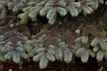 Spruce green pine photo