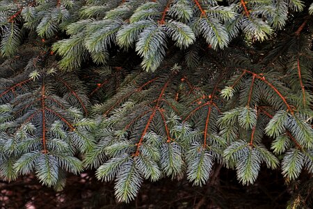 Spruce green pine