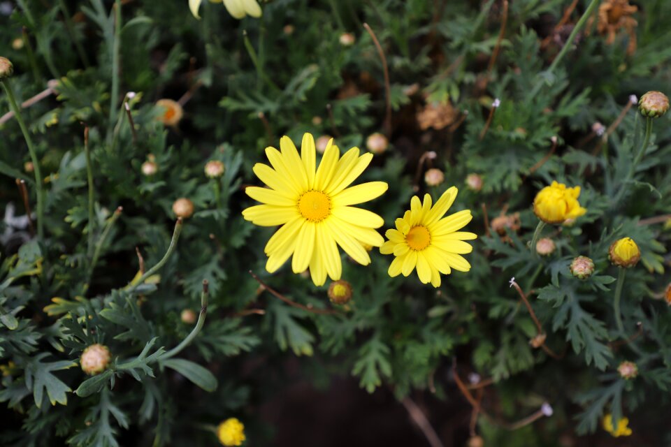 Spring garden flowering