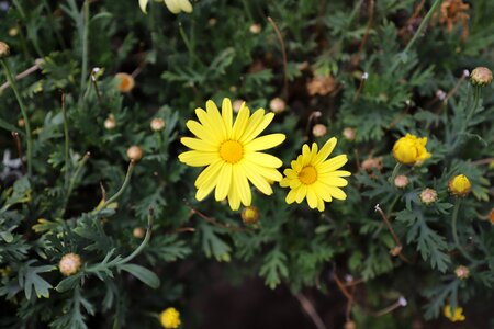 Spring garden flowering