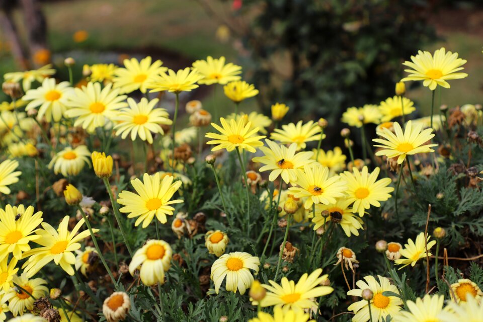 Daisy flower spring