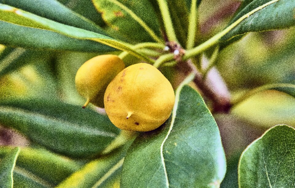 Flowering petals leaves