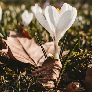 Plant nature beautiful