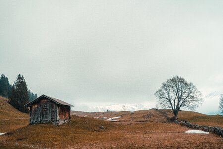 Nature tree shed