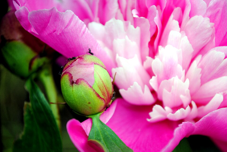 Beautiful close-up flowers