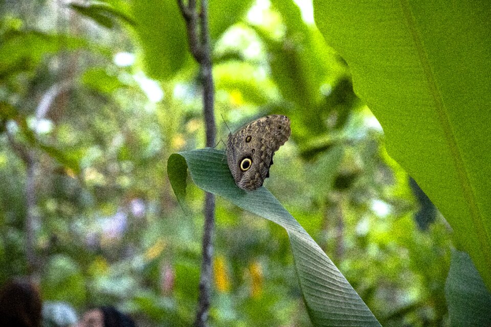 Insects wings green