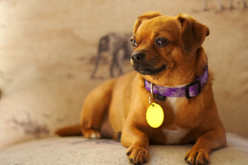 Dog portrait pet