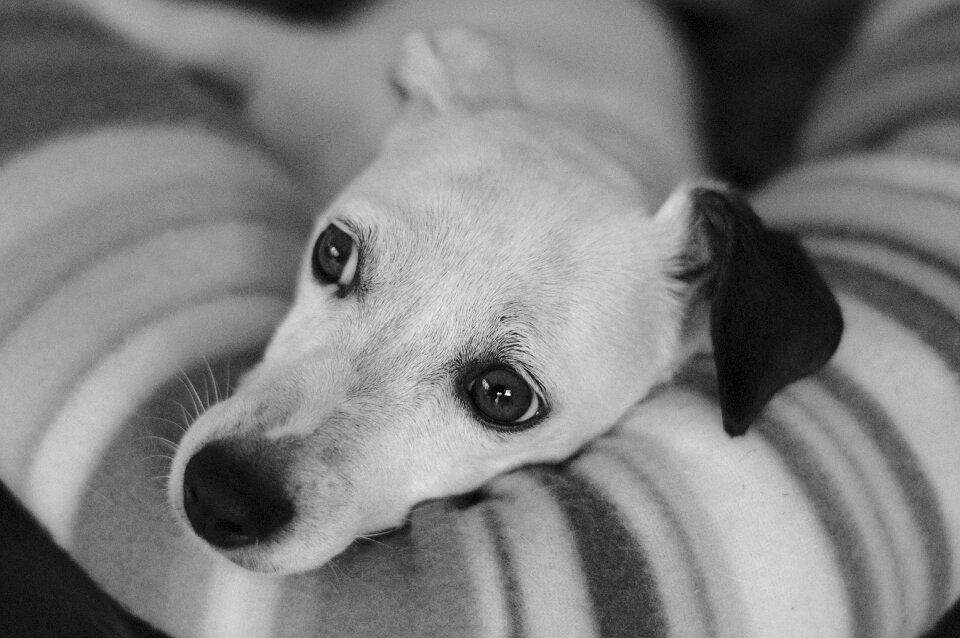Black and white gray dog gray pets