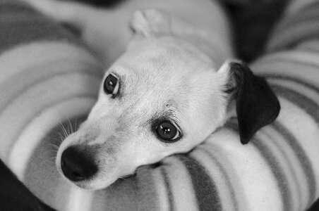 Black and white gray dog gray pets photo