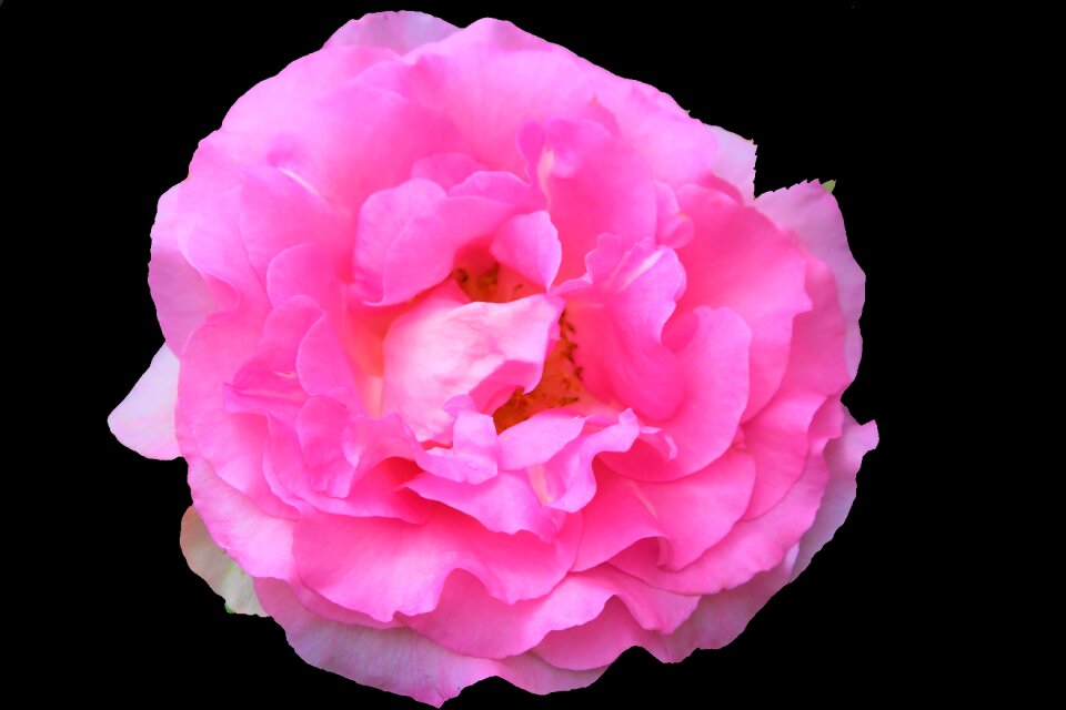 Nature love flower