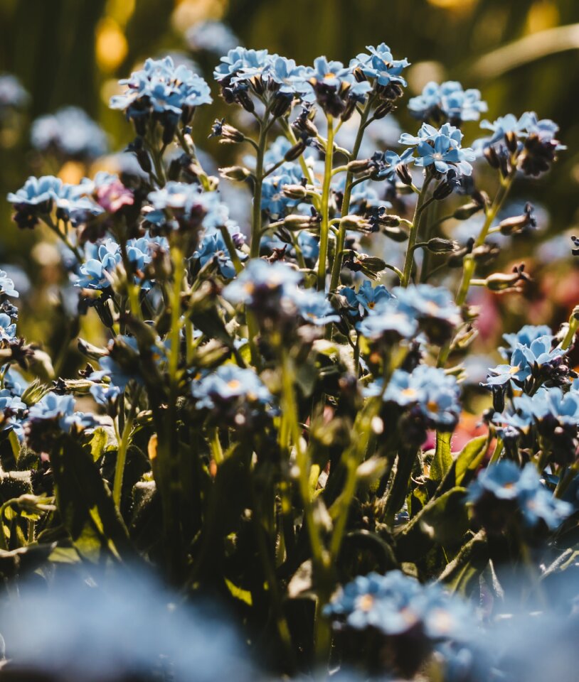Beautiful nature bokeh
