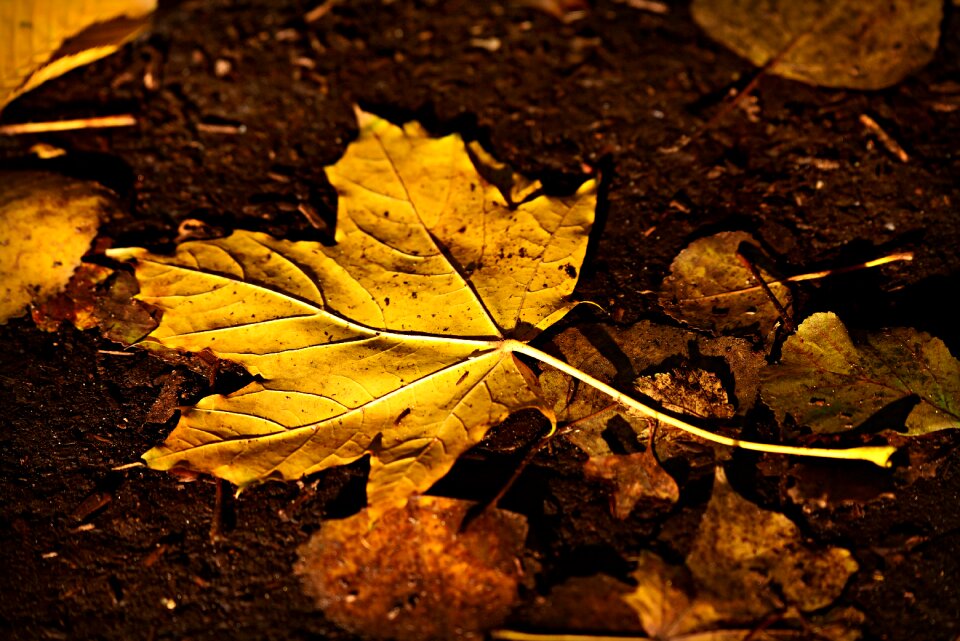 Yellow golden vein