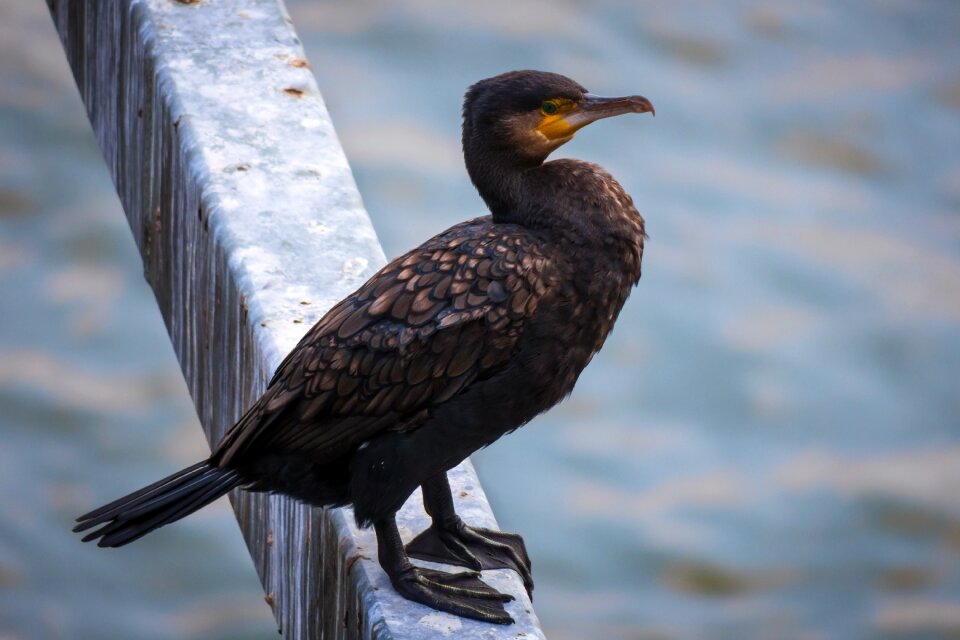 Water bird plumage bill