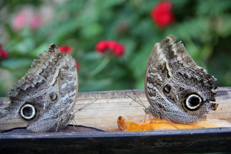 Fauna wings spring