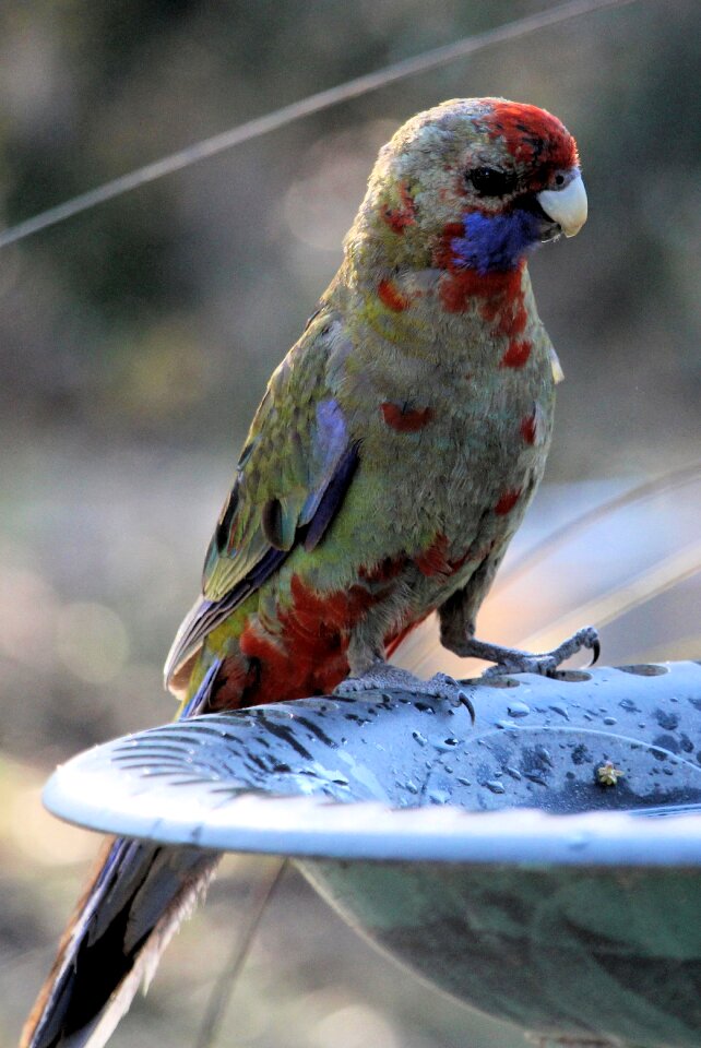Australian bird australian fauna crimson