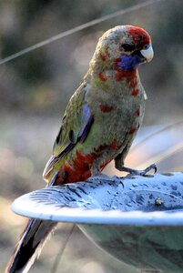 Australian bird australian fauna crimson photo