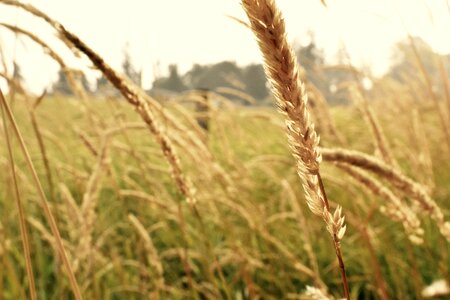 Field yellow sun