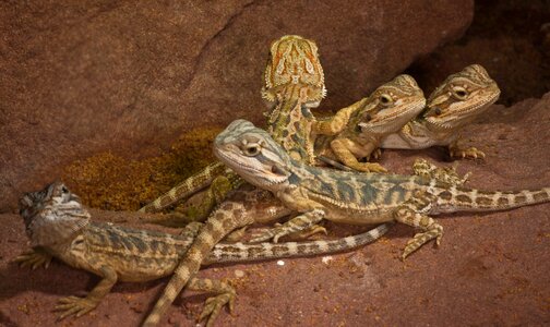 Animal animal world desert
