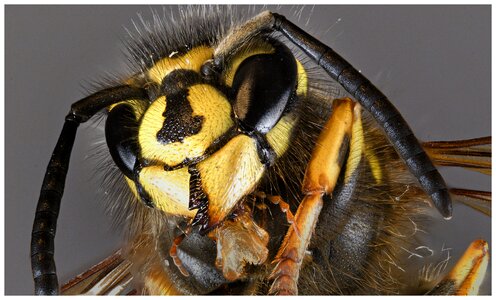 Close up wasp bee