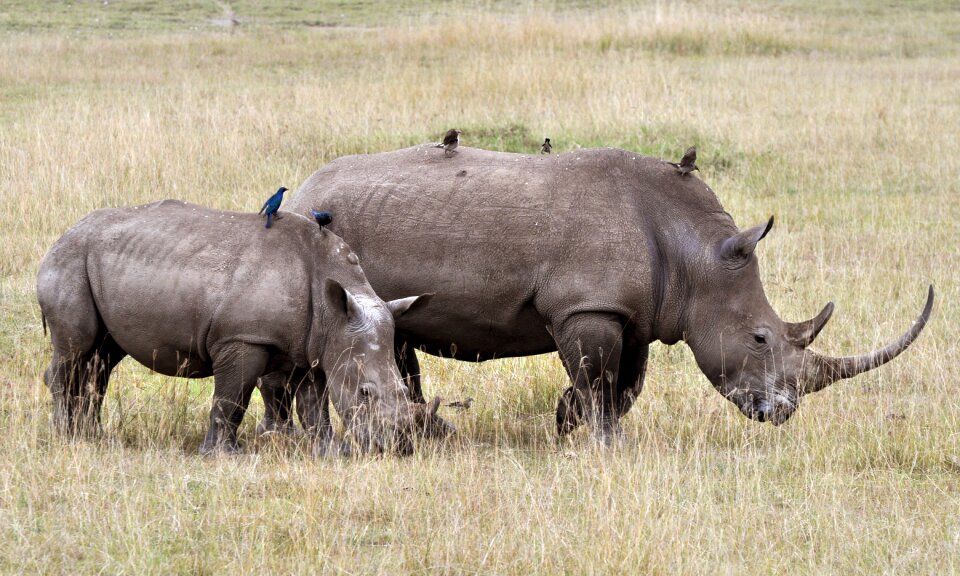 Nature rhino animals