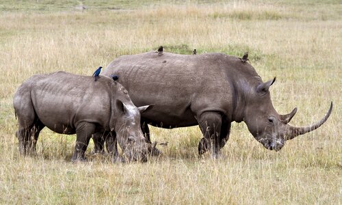Nature rhino animals