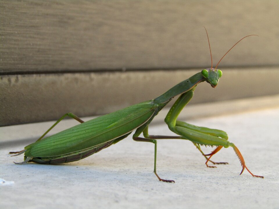 Mantis religiosa green look
