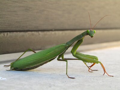 Mantis religiosa green look