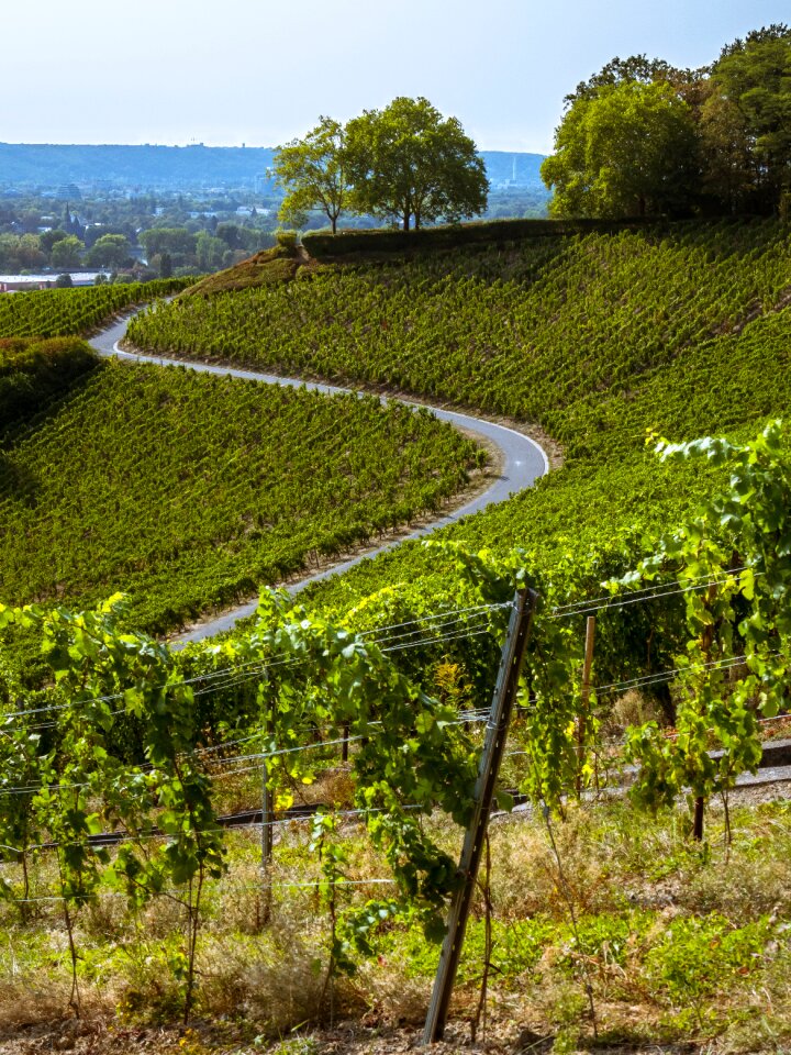 Winegrowing trees oberdollendorf