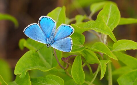Blue insects spring