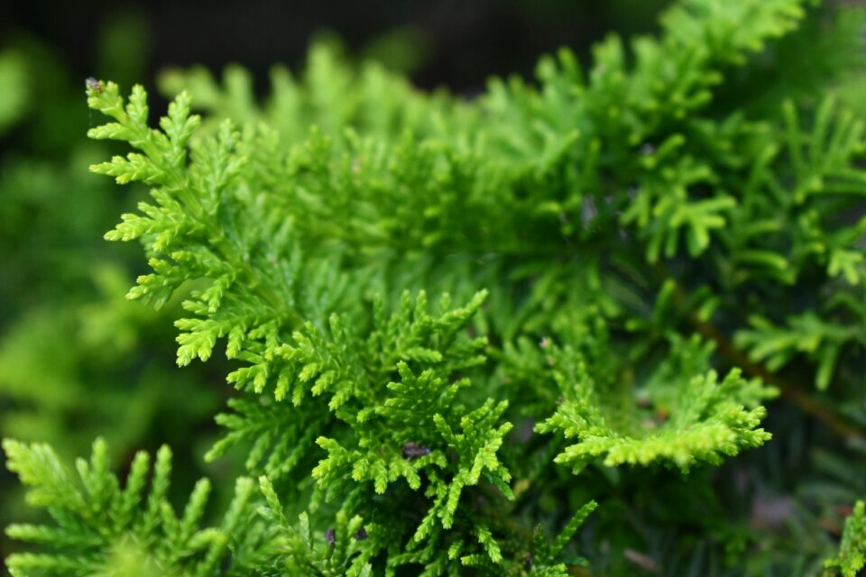 Nature green plant