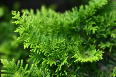Nature green plant