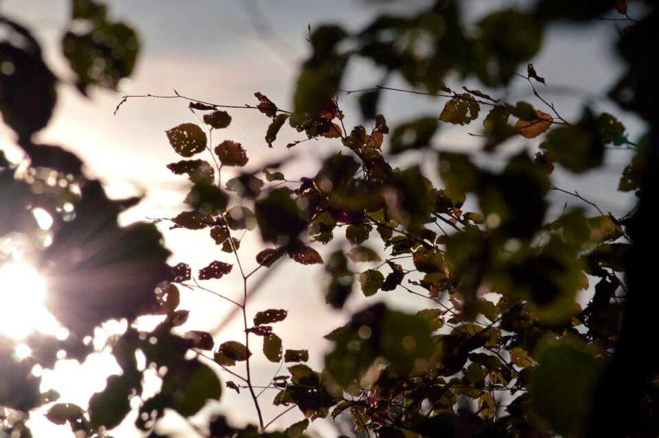 Forest tree sunset