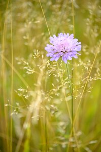 Field scabious blossom bloom photo