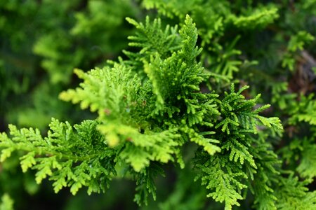 Nature green plant