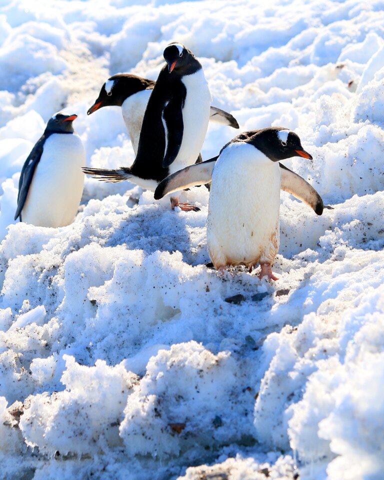 Water birds donkey penguin