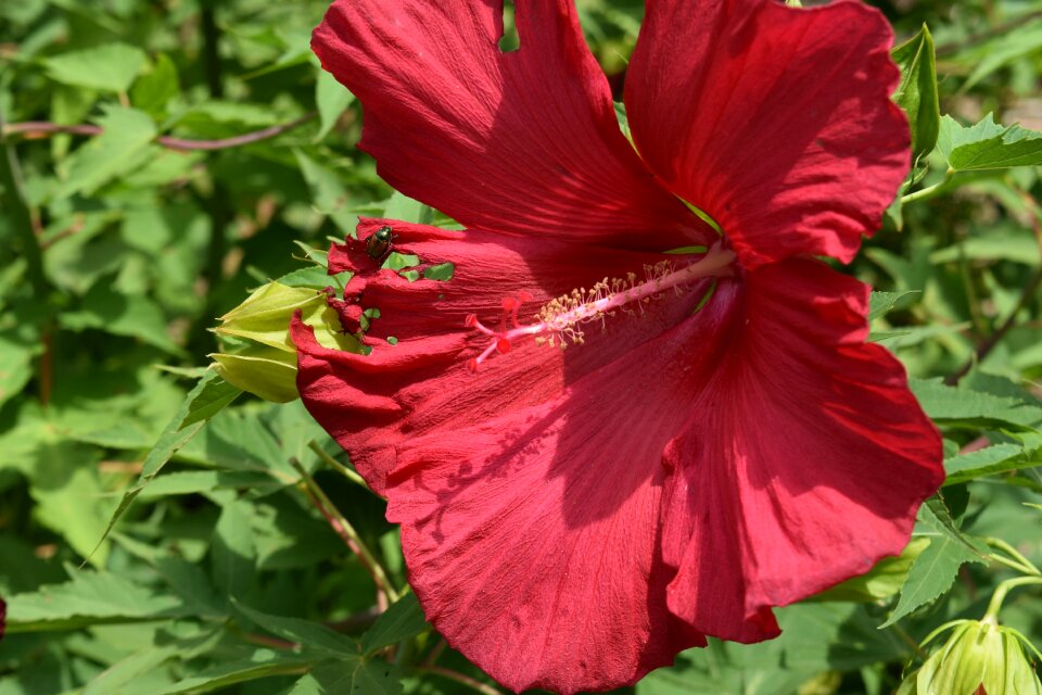 Blossom plant nature