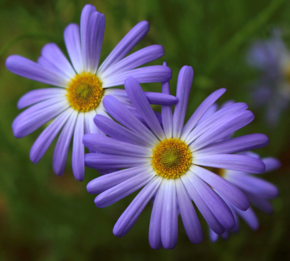 Flowers asteraceae spring