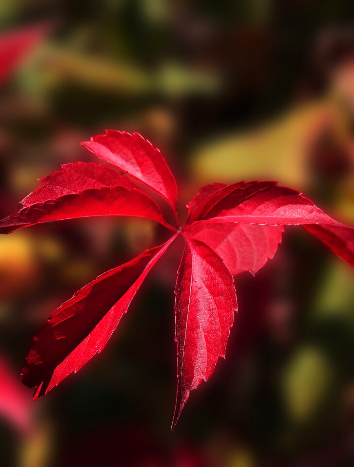 Colors of autumn nature in the fall