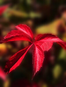 Colors of autumn nature in the fall