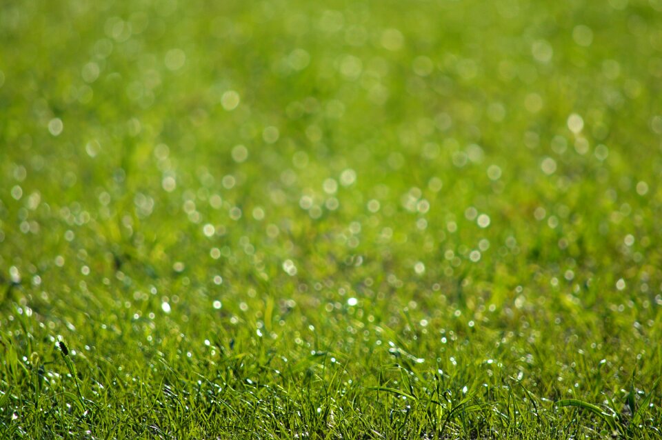 Landscape close up mood