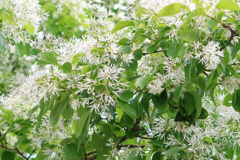 Flowers summer chionanthus retusus