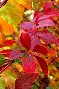 Fall colors season red